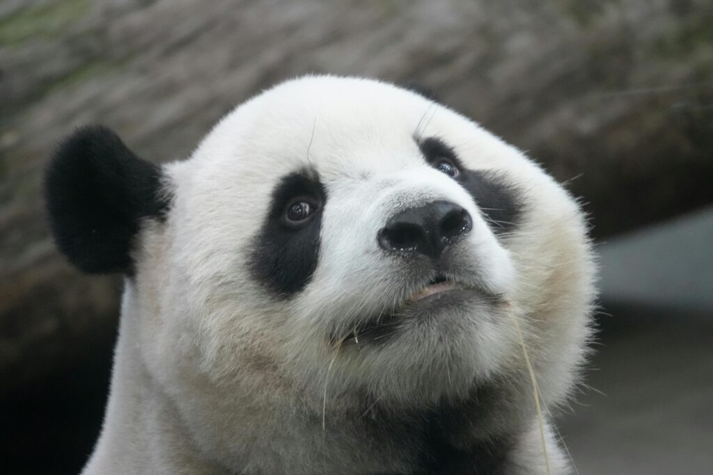 pexels photo 33275885 33275885 Captivating close-up of a giant panda bear with expressive eyes and iconic black and white fur.